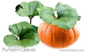 PUMPKIN LEAF