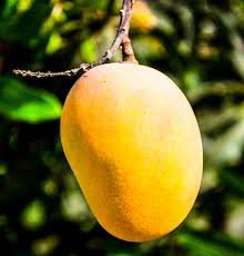 MANGO (SPECIAL)