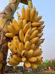 BANANA (KATHALI)