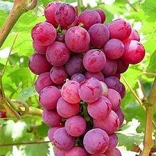 GRAPES BLACK SEDDLESS