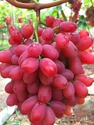 GRAPES(RED)SPECIAL